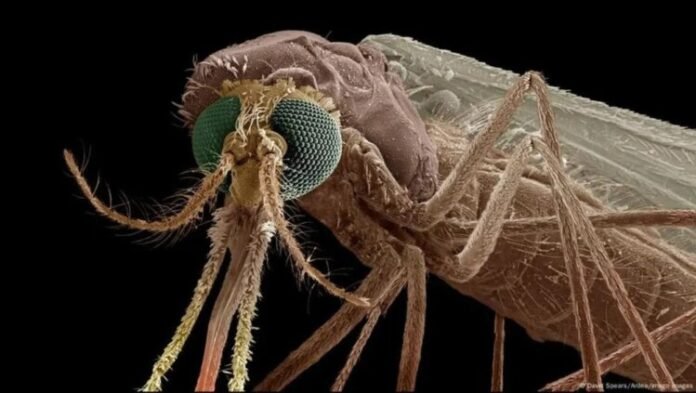 Breakthrough drug turns human blood into a mosquito-killing weapon