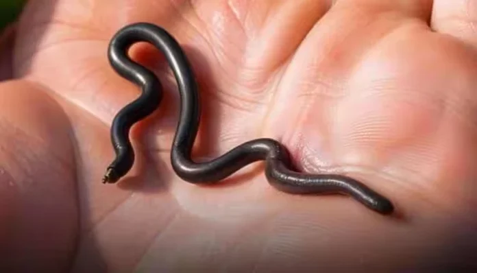 World’s Smallest Snake Rediscovered in Barbados After 20 Years