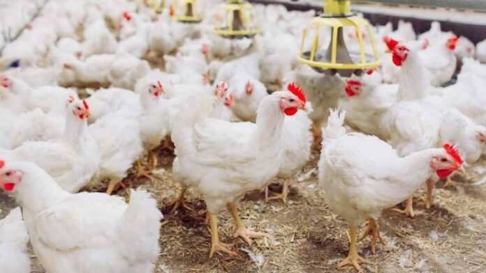Chicken prices surge by Rs. 30 per kilo, defying official rates
