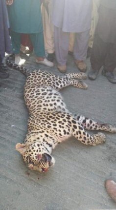 leopard Villagers beat rare leopard to death in Abbottabad, videos spark outrage